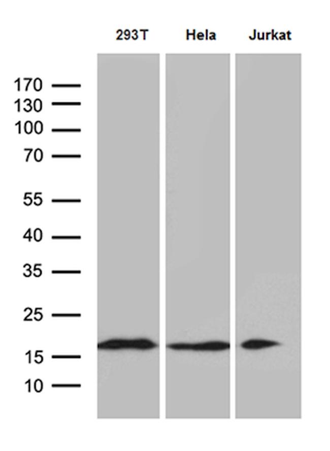 EDF1 Antibody in Western Blot (WB)