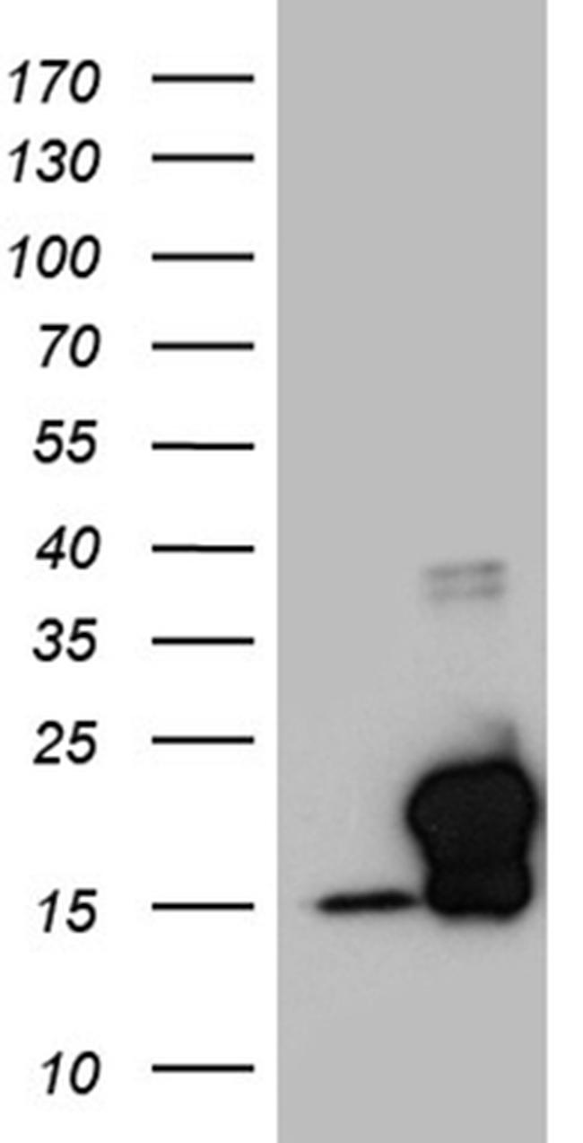 EDF1 Antibody in Western Blot (WB)