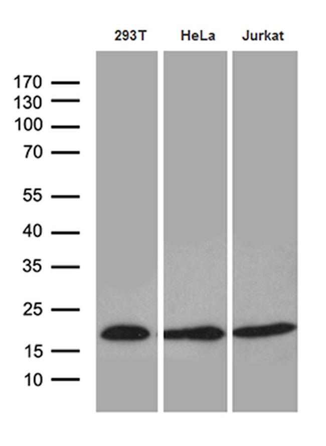 EDF1 Antibody in Western Blot (WB)