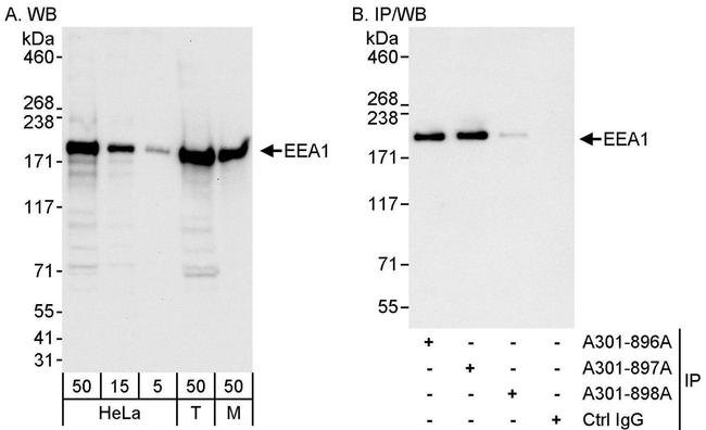 EEA1 Antibody in Western Blot (WB)