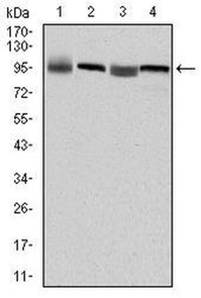 EEF2 Antibody in Western Blot (WB)