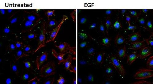 EGF Antibody in Immunocytochemistry (ICC/IF)