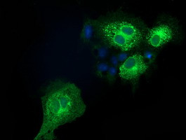 EFNA2 Antibody in Immunocytochemistry (ICC/IF)