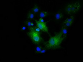 EFNA2 Antibody in Immunocytochemistry (ICC/IF)