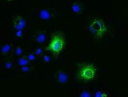 EFNA2 Antibody in Immunocytochemistry (ICC/IF)