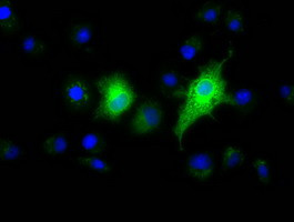 EFNA2 Antibody in Immunocytochemistry (ICC/IF)