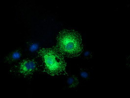 EFNA2 Antibody in Immunocytochemistry (ICC/IF)