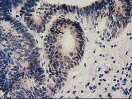 EFNA2 Antibody in Immunohistochemistry (Paraffin) (IHC (P))