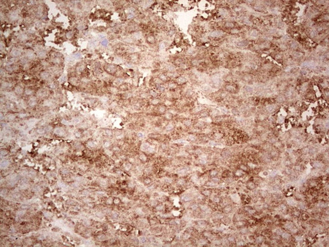 EFNA3 Antibody in Immunohistochemistry (Paraffin) (IHC (P))