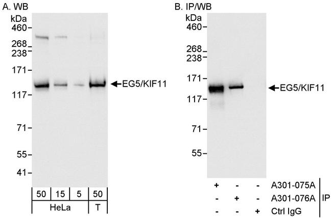 EG5/KIF11 Antibody in Western Blot (WB)