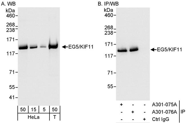EG5/KIF11 Antibody in Western Blot (WB)