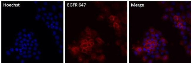 EGFR Antibody in Immunocytochemistry (ICC/IF)