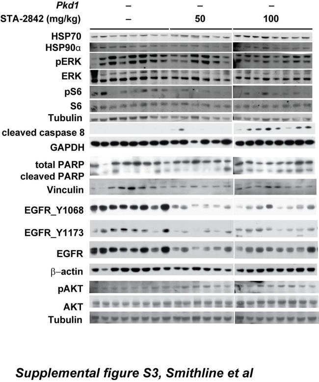 Phospho-EGFR (Tyr1173) Antibody in Western Blot (WB)