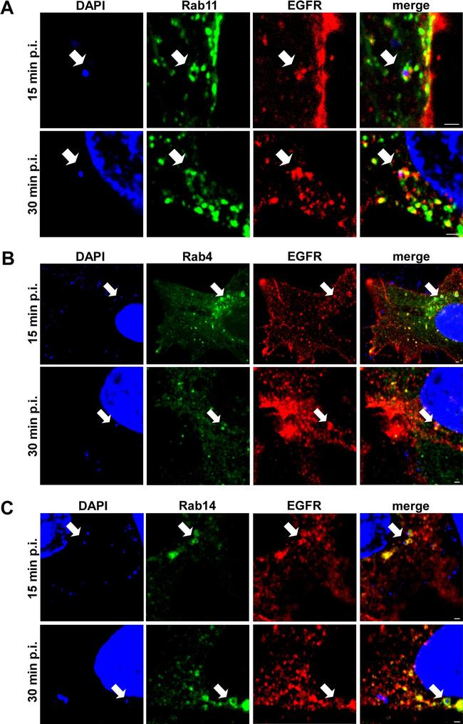 EGFR Antibody in Immunocytochemistry (ICC/IF)