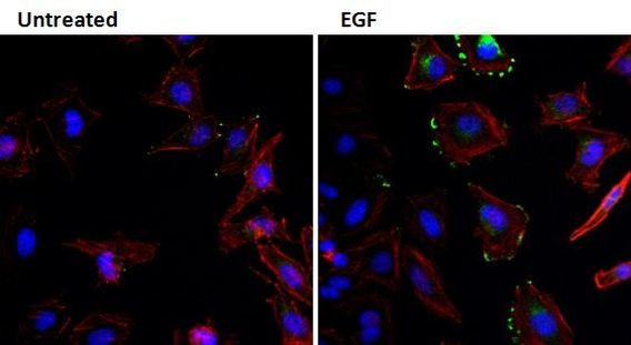 EGF Antibody in Immunocytochemistry (ICC/IF)