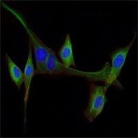 EGF Antibody in Immunocytochemistry (ICC/IF)