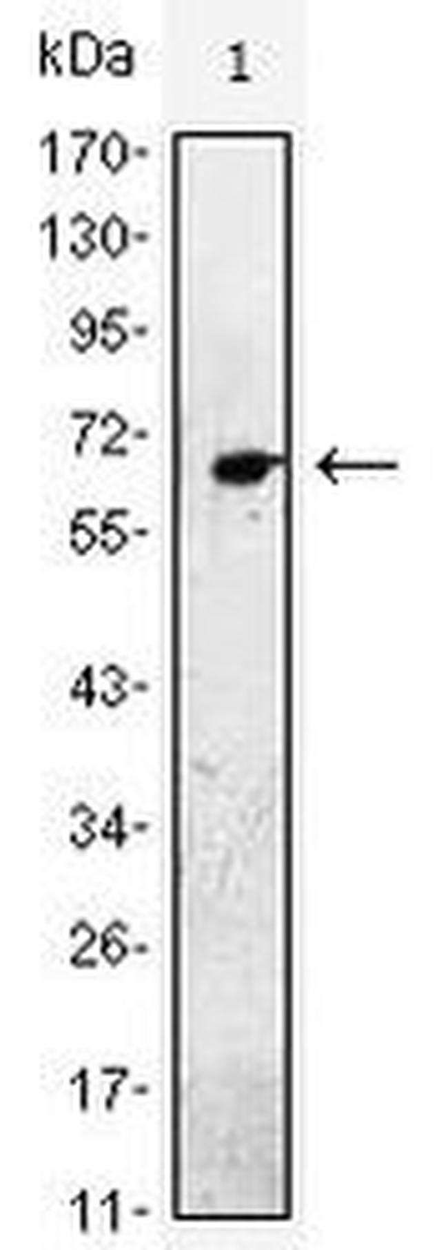 EGF Antibody in Western Blot (WB)