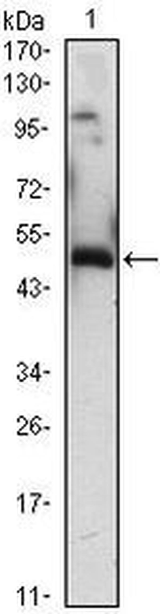 EGR1 Antibody in Western Blot (WB)