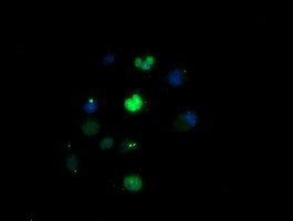 EGR2 Antibody in Immunocytochemistry (ICC/IF)