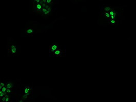 EGR2 Antibody in Immunocytochemistry (ICC/IF)