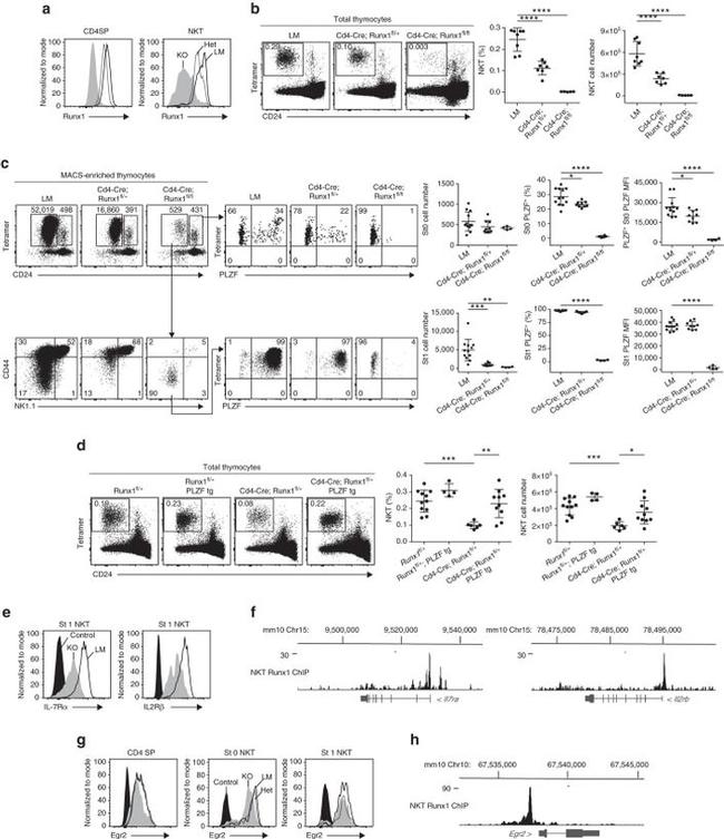 EGR2 Antibody in Flow Cytometry (Flow)