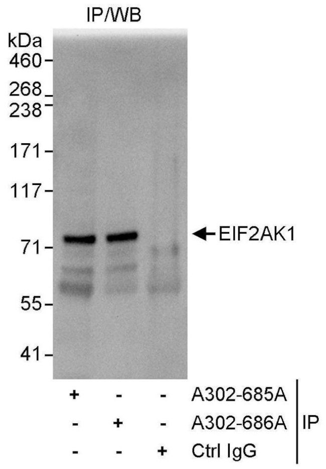 EIF2AK1 Antibody in Immunoprecipitation (IP)