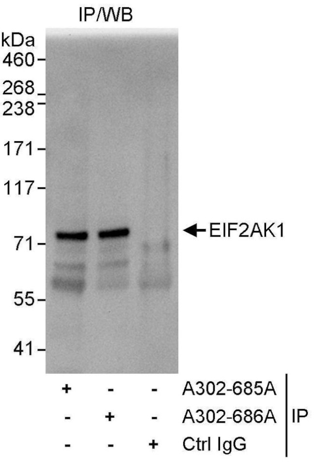 EIF2AK1 Antibody in Immunoprecipitation (IP)