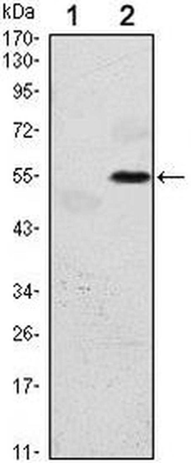 PERK Antibody in Western Blot (WB)