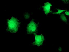 EIF2B3 Antibody in Immunocytochemistry (ICC/IF)