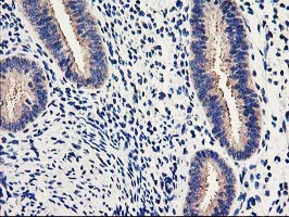 EIF2B3 Antibody in Immunohistochemistry (Paraffin) (IHC (P))