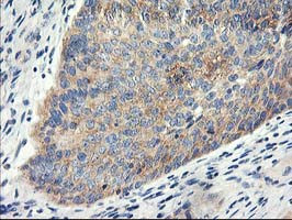 EIF2B3 Antibody in Immunohistochemistry (Paraffin) (IHC (P))