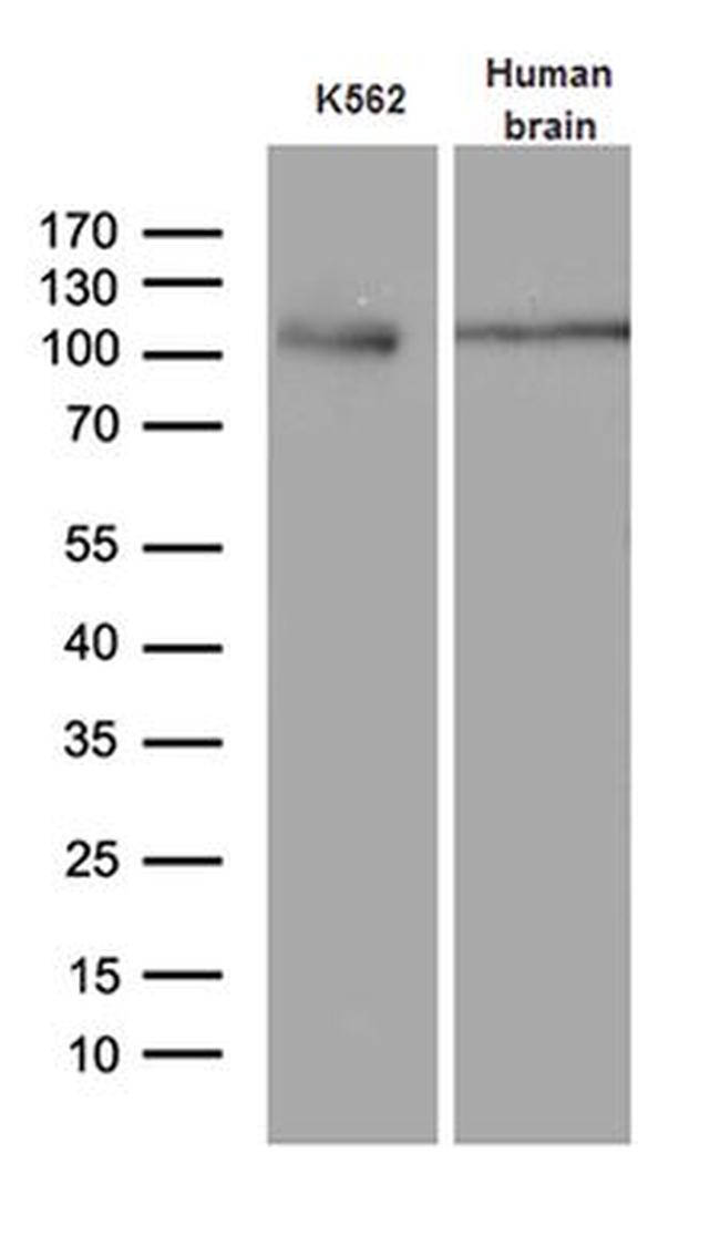 EIF2C1 Antibody in Western Blot (WB)