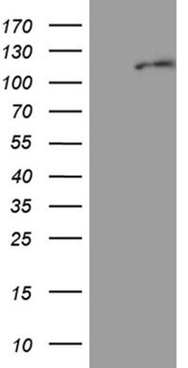 EIF2C1 Antibody in Western Blot (WB)