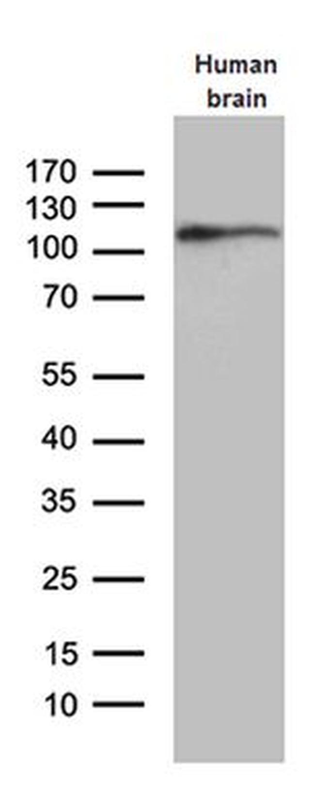 EIF2C1 Antibody in Western Blot (WB)