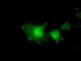 EIF2S1 Antibody in Immunocytochemistry (ICC/IF)