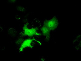 EIF2S1 Antibody in Immunocytochemistry (ICC/IF)