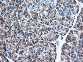 EIF2S1 Antibody in Immunohistochemistry (Paraffin) (IHC (P))