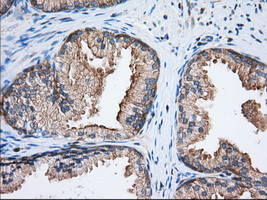 EIF2S1 Antibody in Immunohistochemistry (Paraffin) (IHC (P))