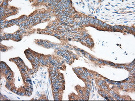 EIF2S1 Antibody in Immunohistochemistry (Paraffin) (IHC (P))