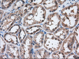 EIF2S1 Antibody in Immunohistochemistry (Paraffin) (IHC (P))