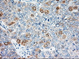 EIF2S1 Antibody in Immunohistochemistry (Paraffin) (IHC (P))