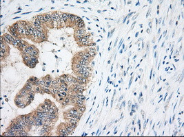 EIF2S1 Antibody in Immunohistochemistry (Paraffin) (IHC (P))