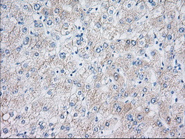 EIF2S1 Antibody in Immunohistochemistry (Paraffin) (IHC (P))