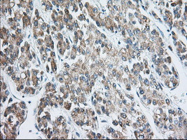 EIF2S1 Antibody in Immunohistochemistry (Paraffin) (IHC (P))