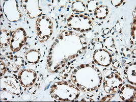 EIF2S1 Antibody in Immunohistochemistry (Paraffin) (IHC (P))