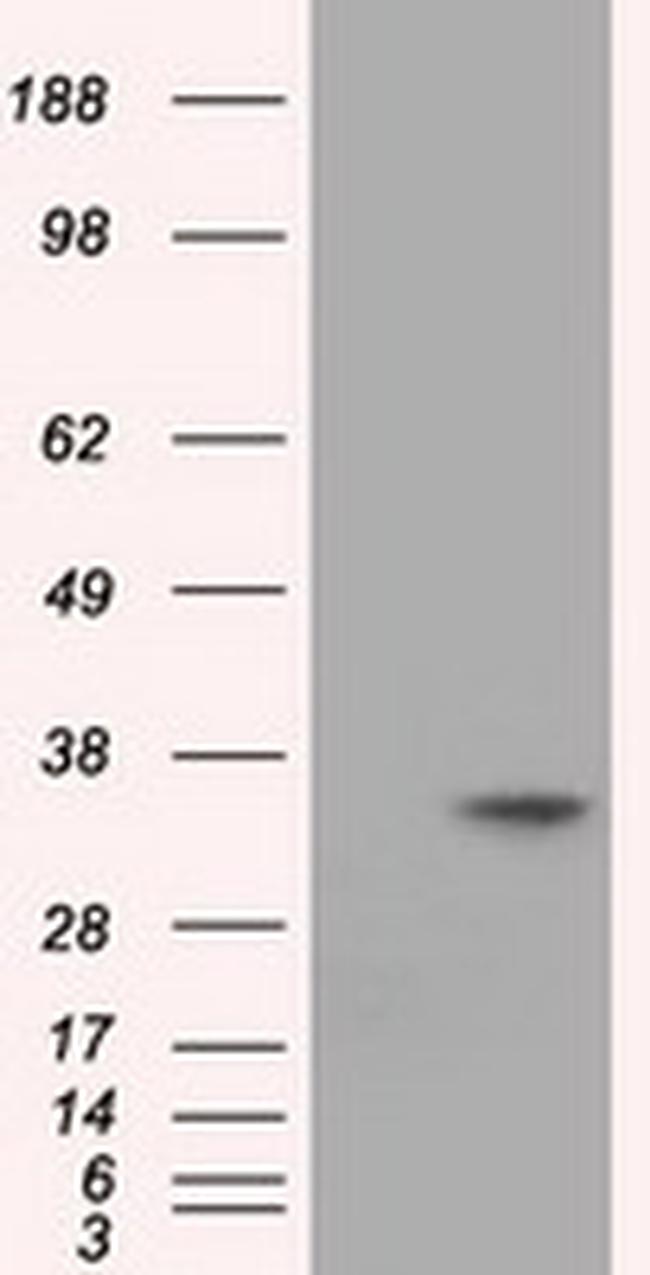 EIF2S1 Antibody in Western Blot (WB)