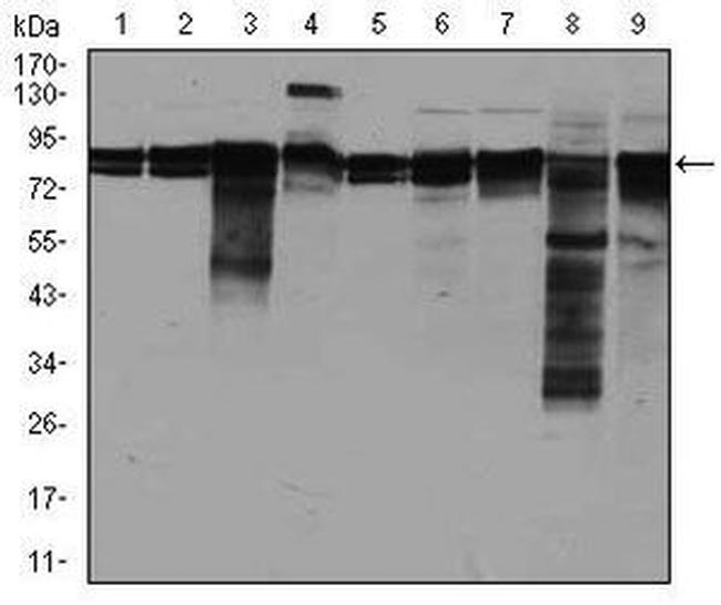 eIF4B Antibody in Western Blot (WB)