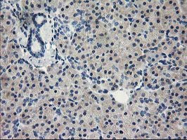 EIF4E Antibody in Immunohistochemistry (Paraffin) (IHC (P))