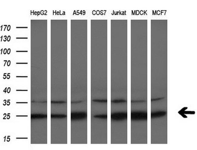 EIF4E Antibody in Western Blot (WB)