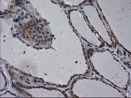 EIF4E2 Antibody in Immunohistochemistry (Paraffin) (IHC (P))